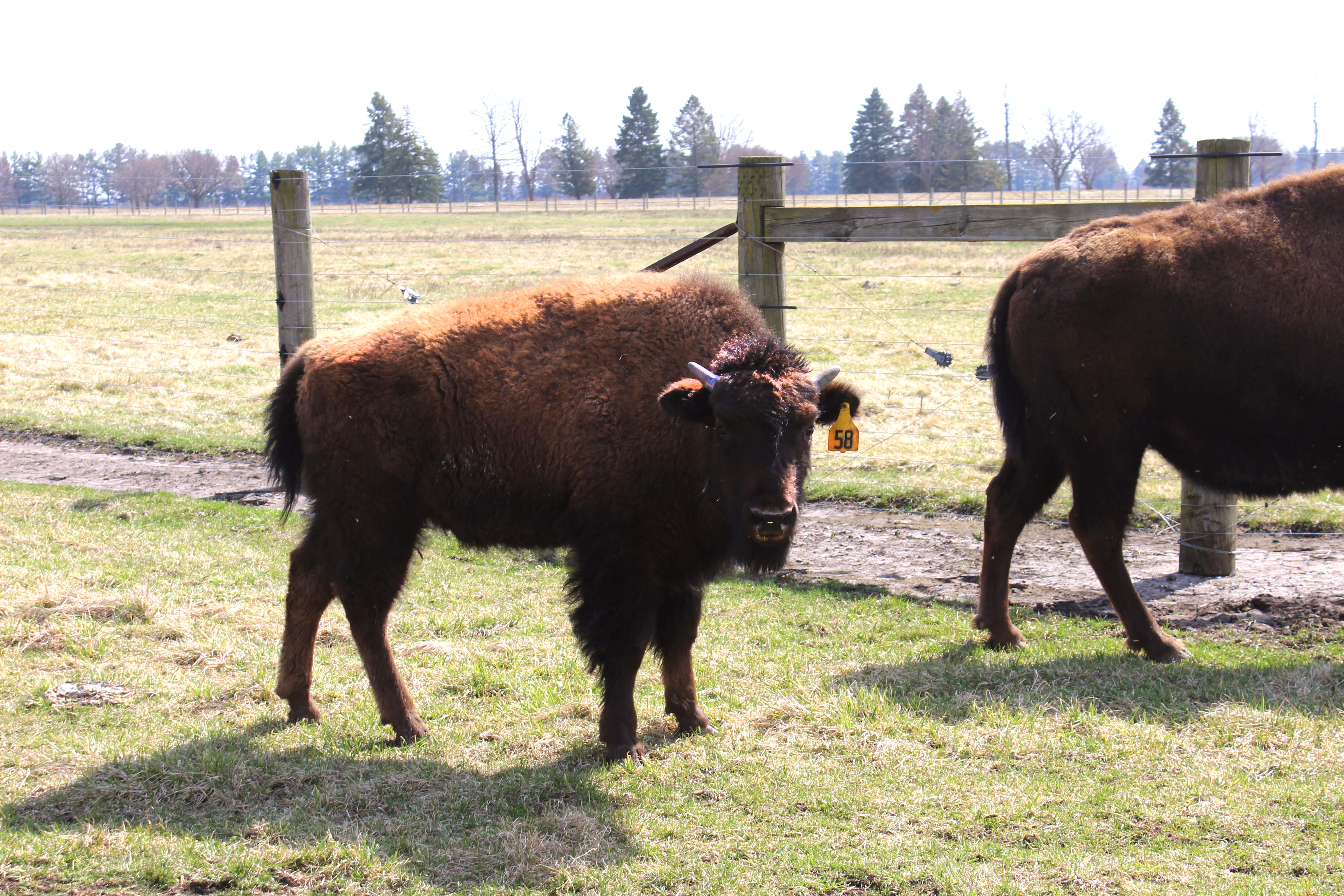 The cows of the Fermilab herd give birth to an average of 20 calves a year, most of which are sold to other herds.