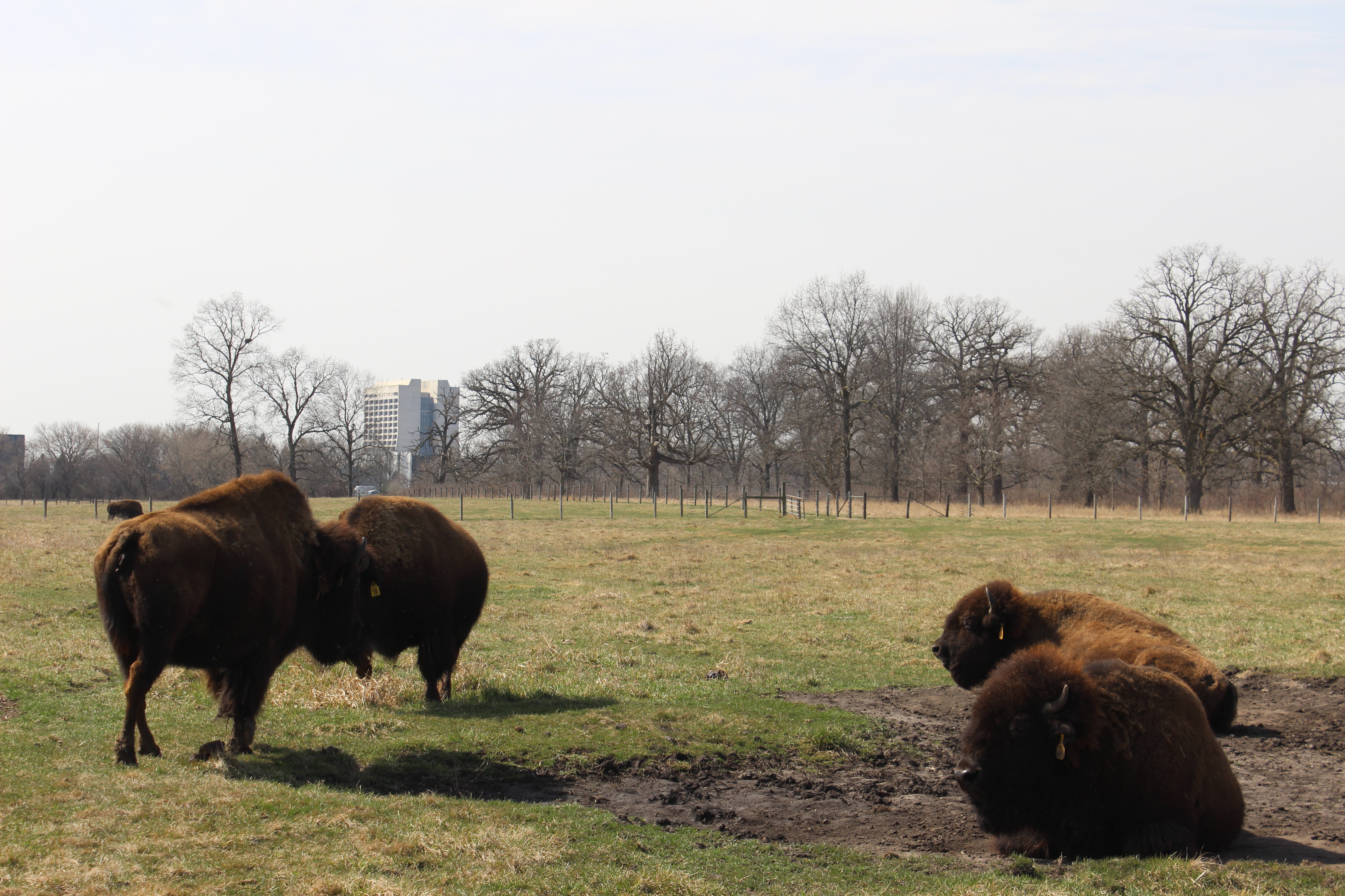 The Fermilab herd serves as a way for people in the surrounding area to see bison in person.