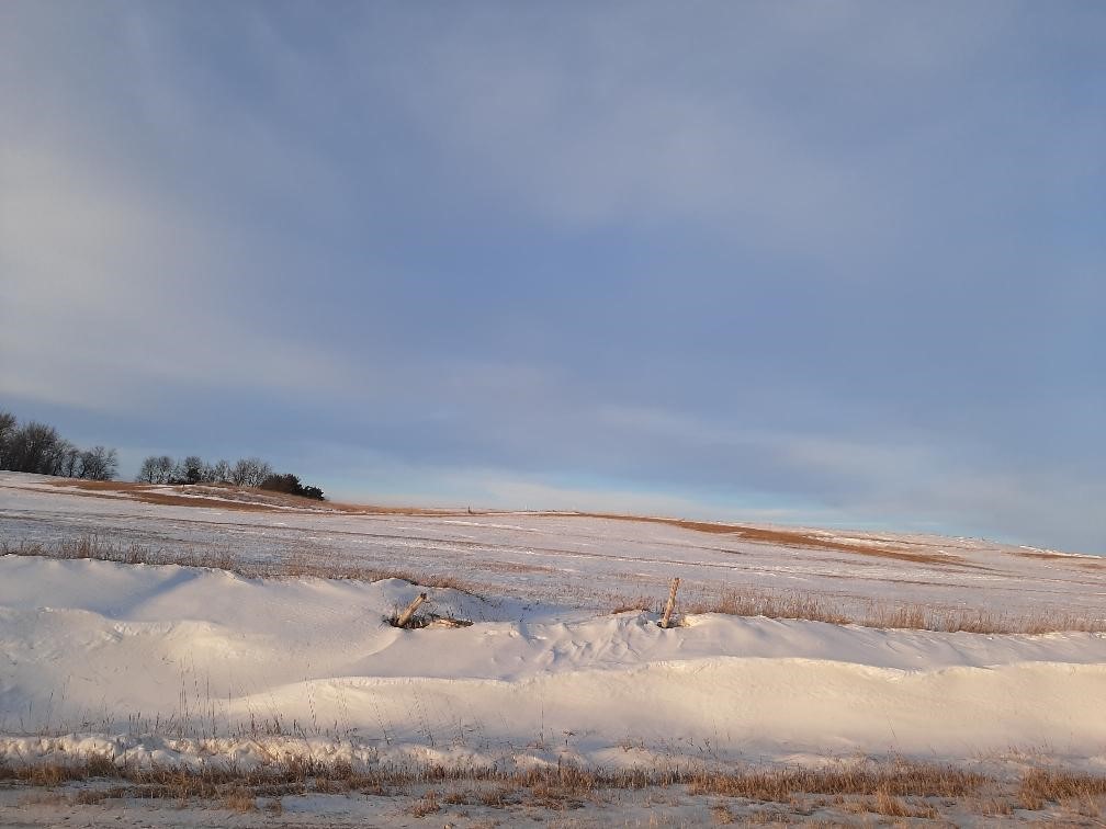 A snowy field with trees in the background