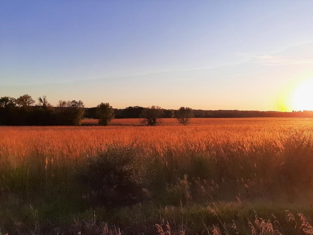 A field of grass and trees