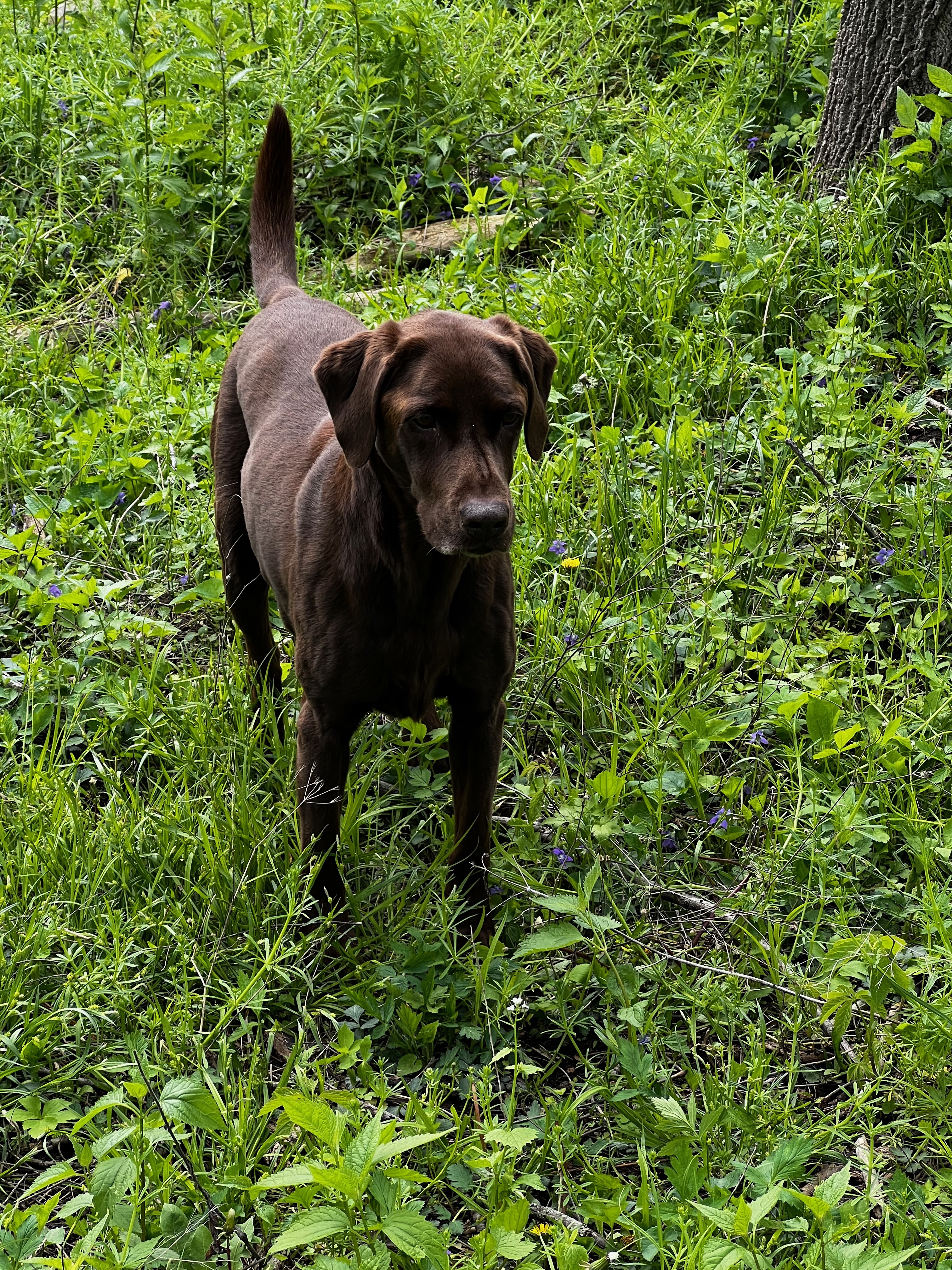 A dog standing in grass