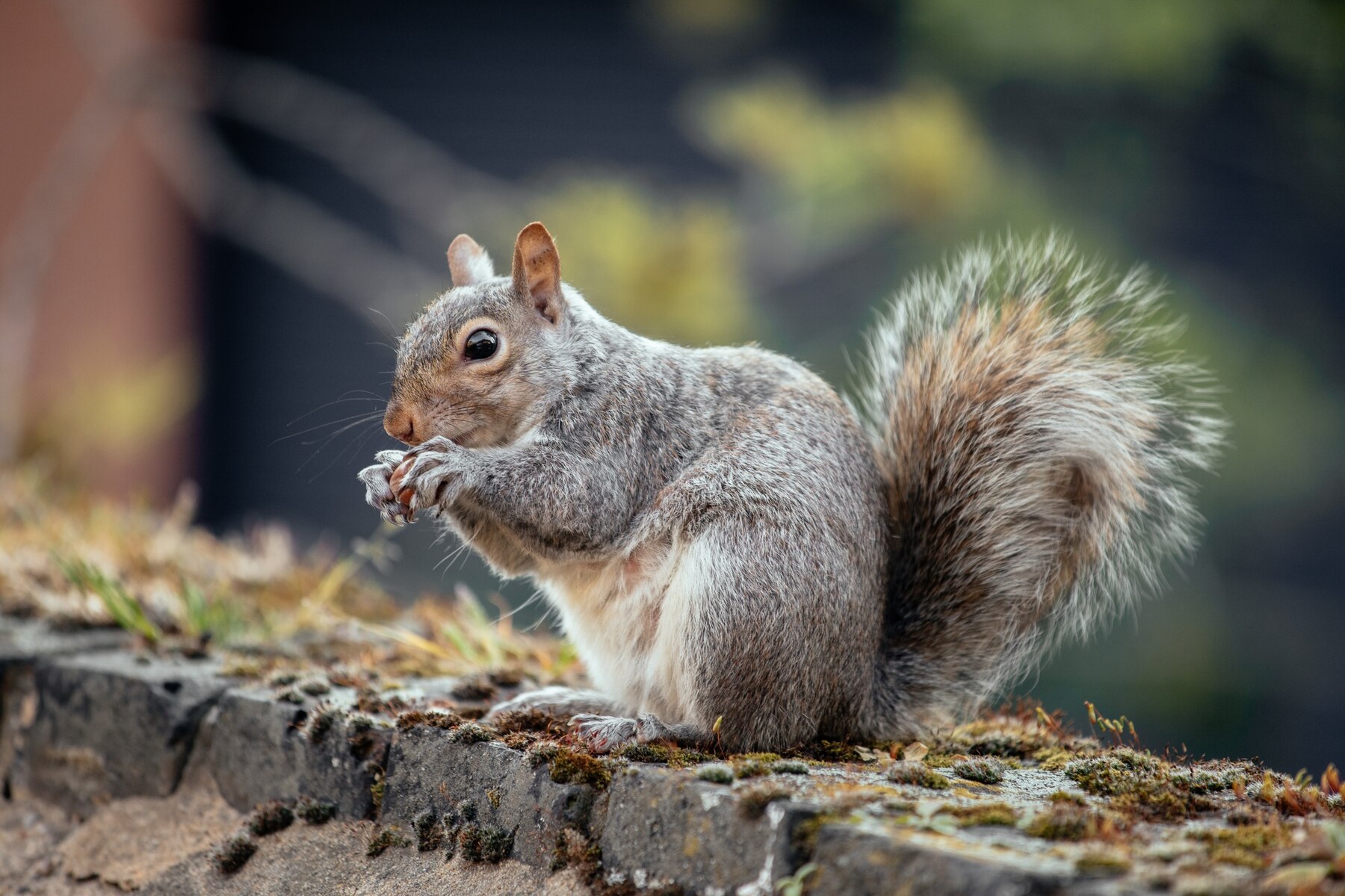 A squirrel eating a nut