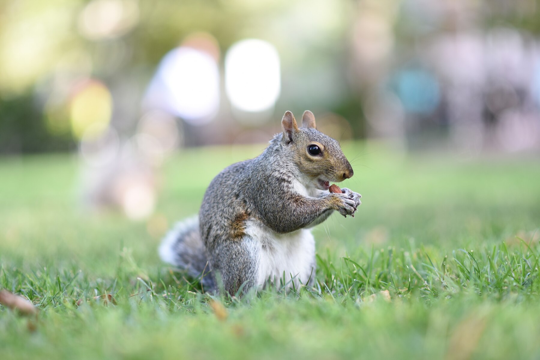 A squirrel eating a nut in the grass