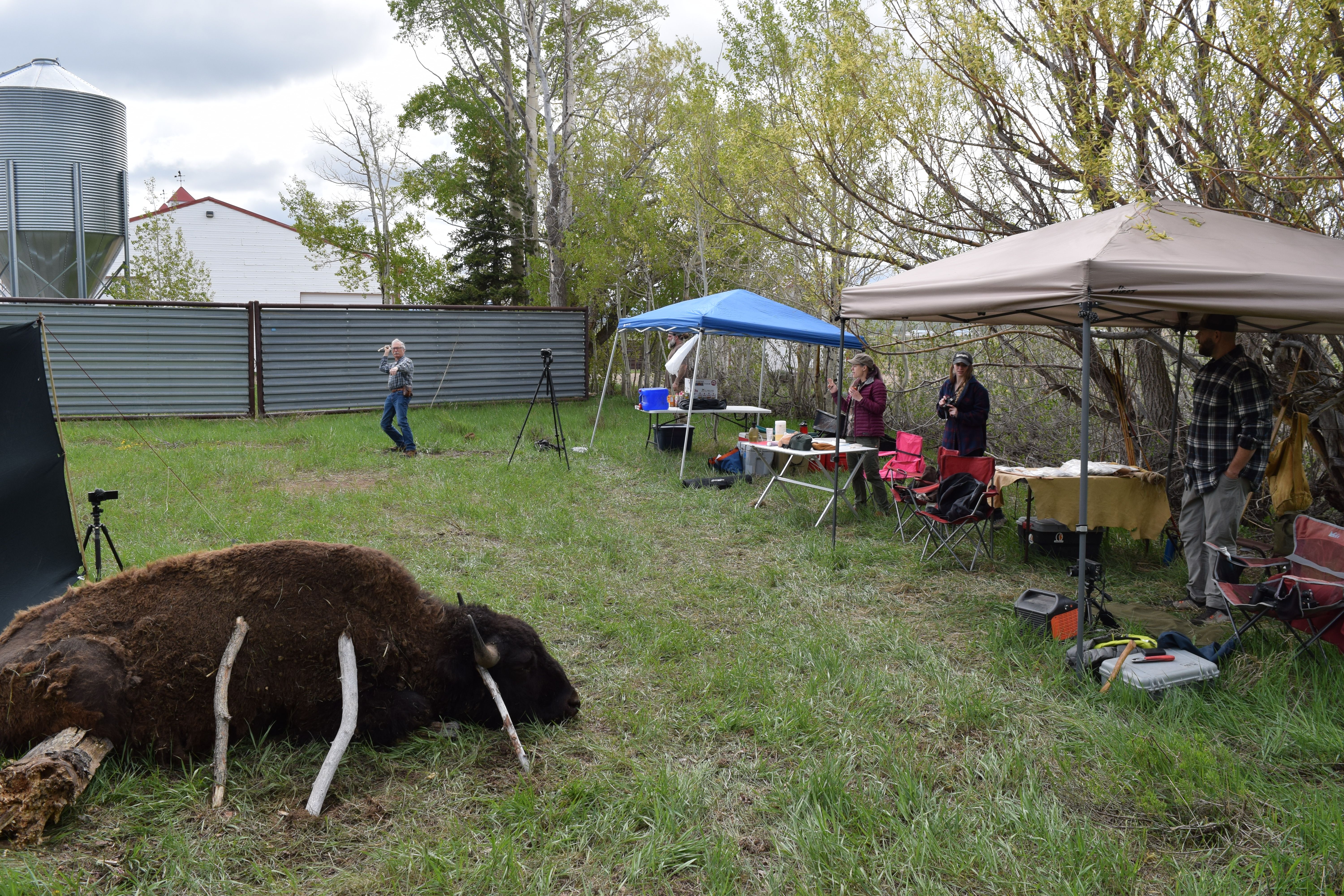 Experimental set-up, with bison and second camera in foreground.