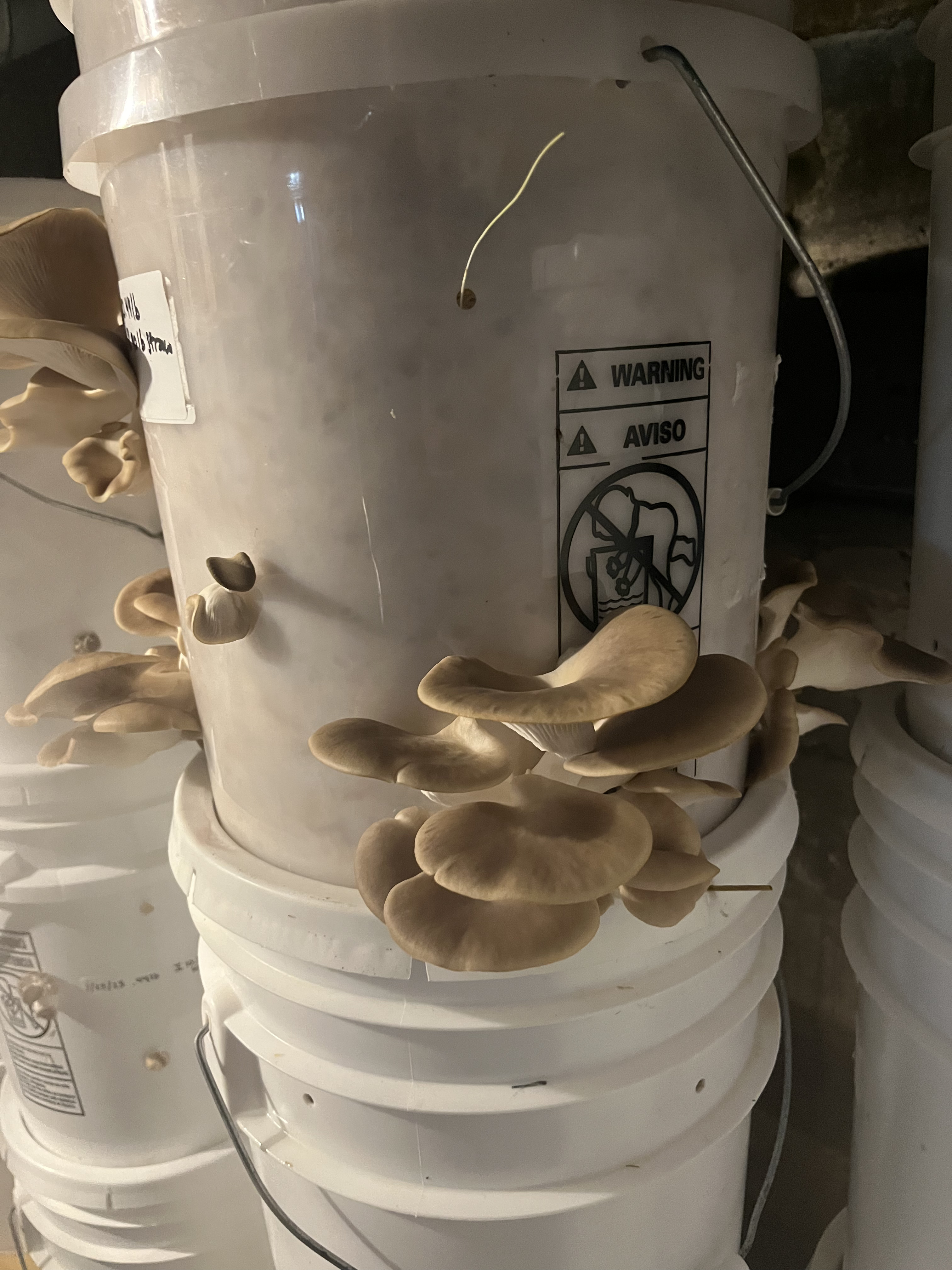 A white bucket with mushrooms growing on it