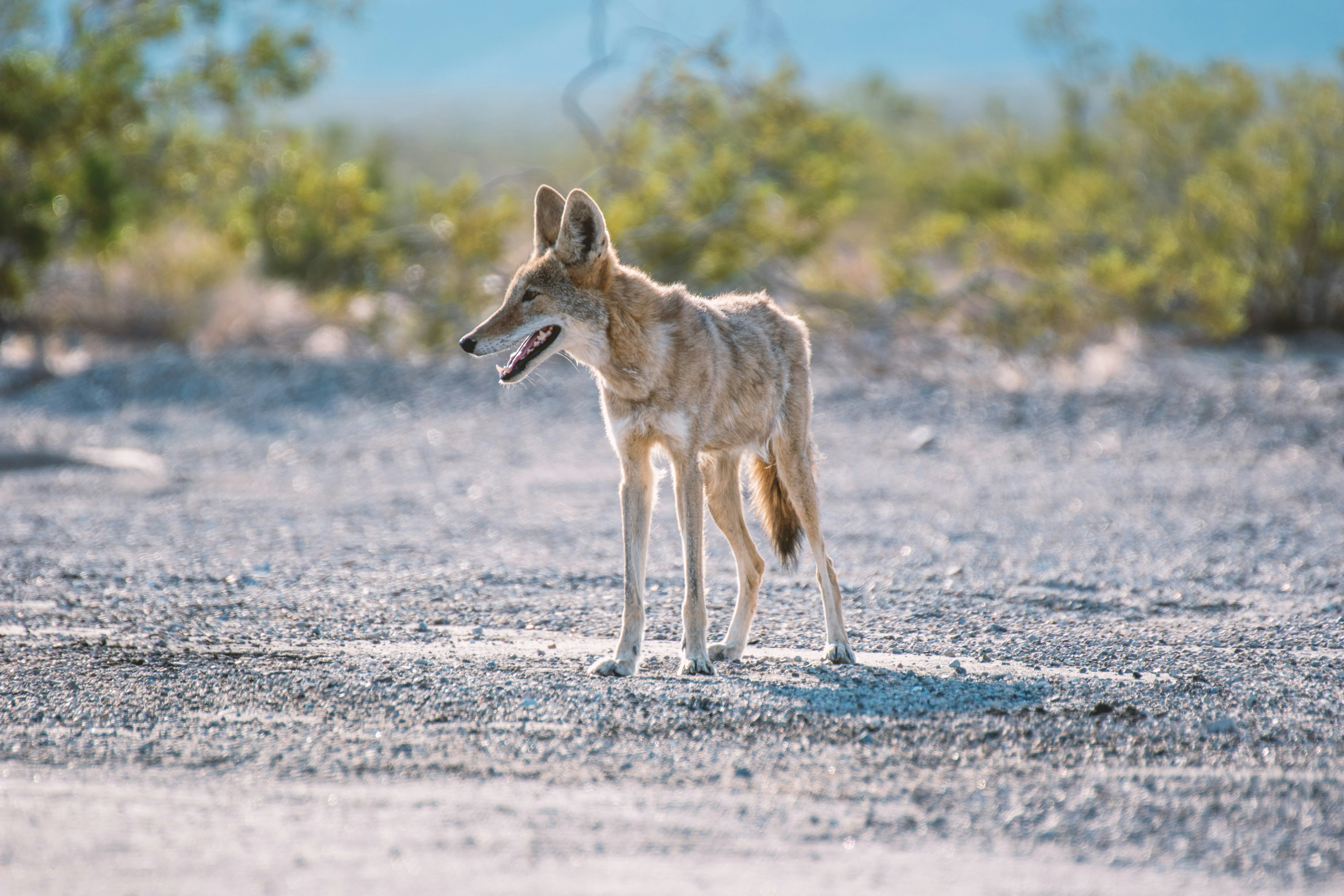 Coyote standing