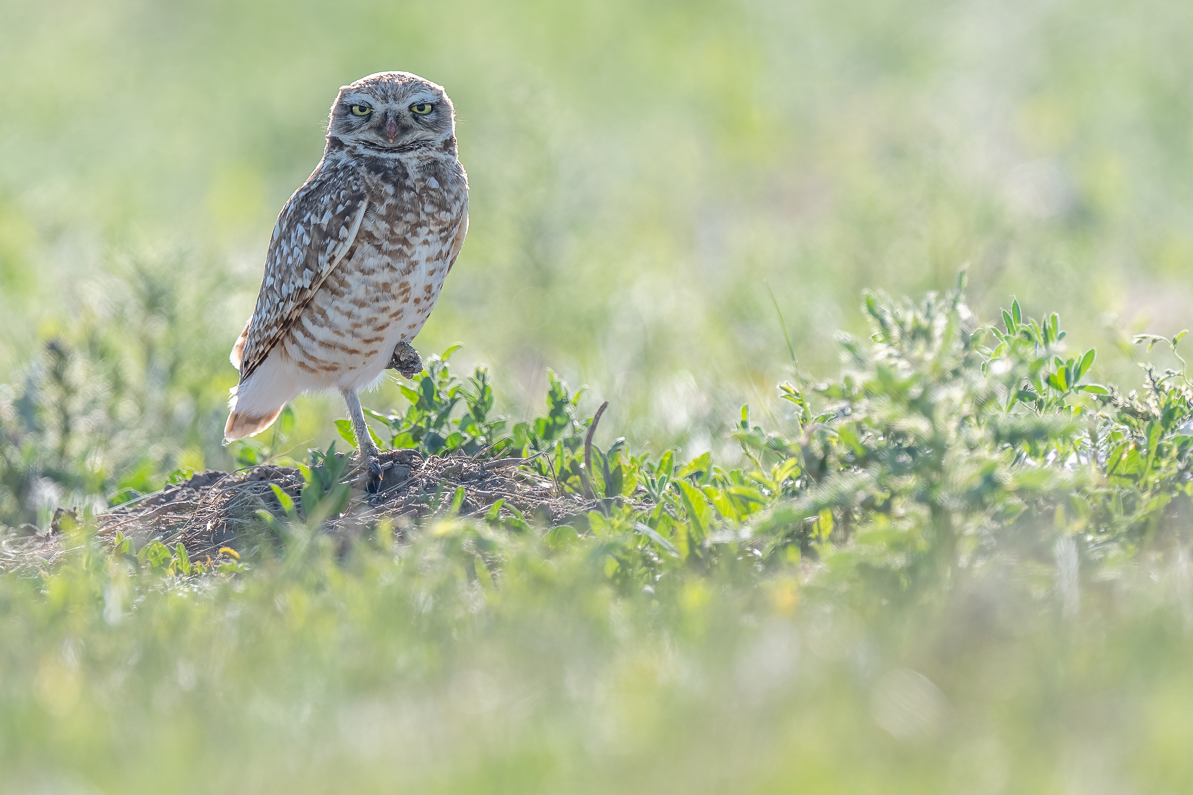 An owl stading on one leg