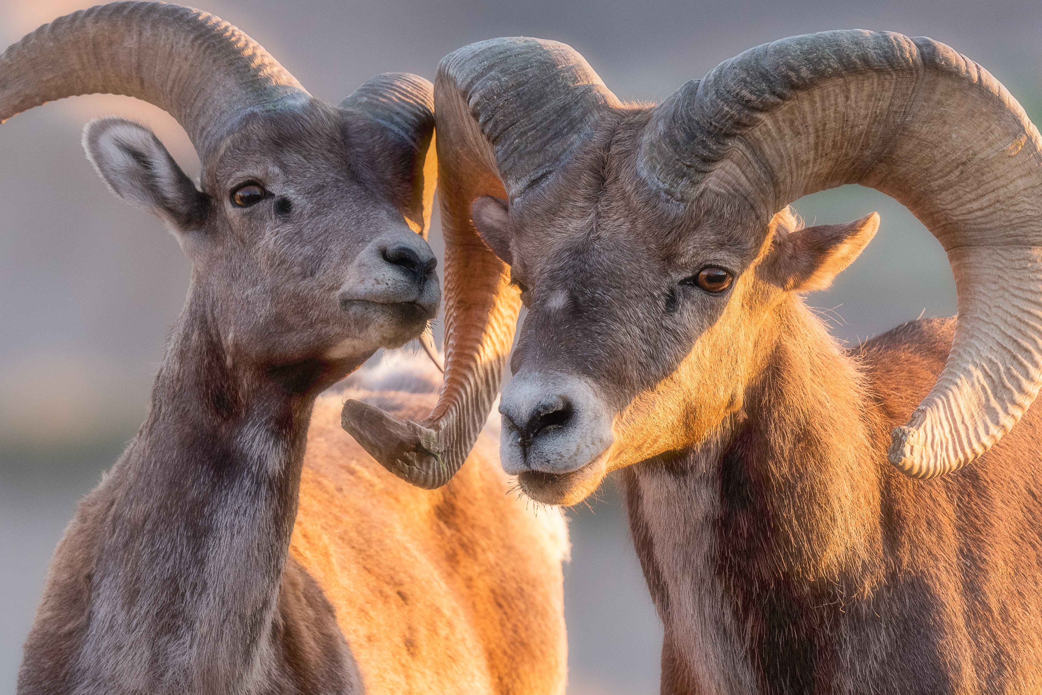 Two bighorn sheep