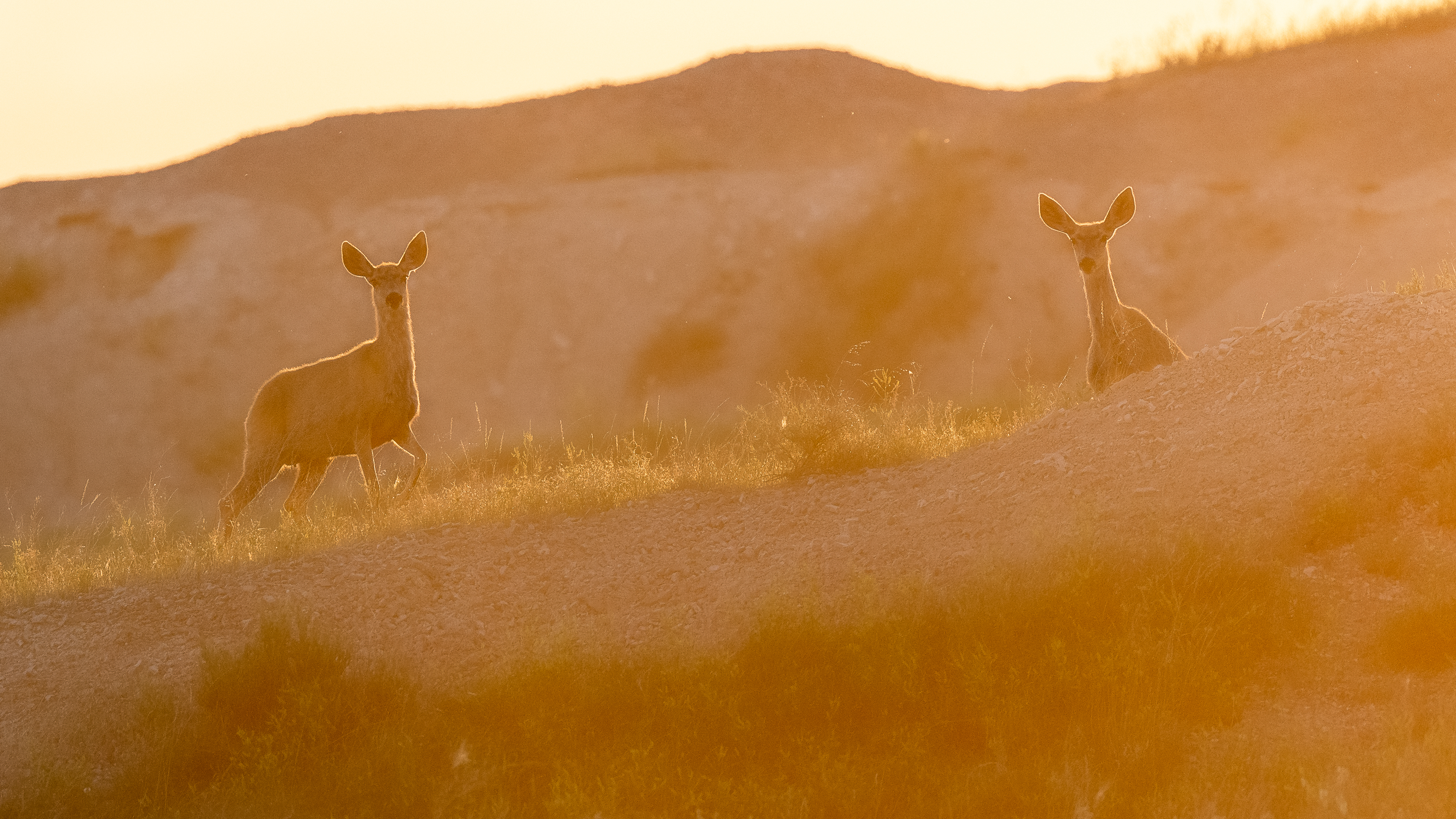 Two mule deer