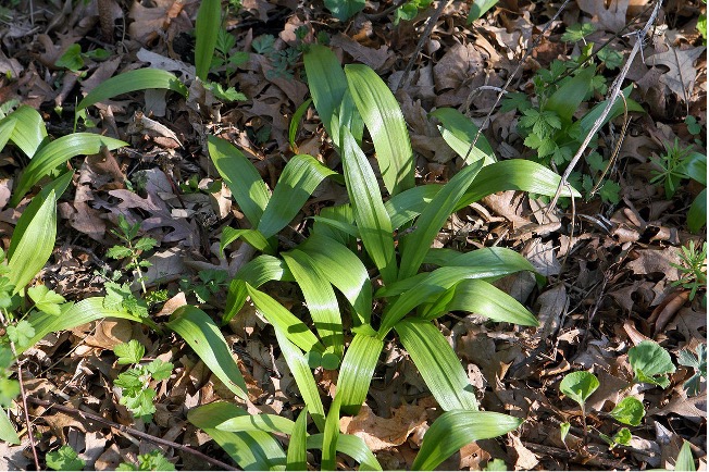 A close-up of a plant