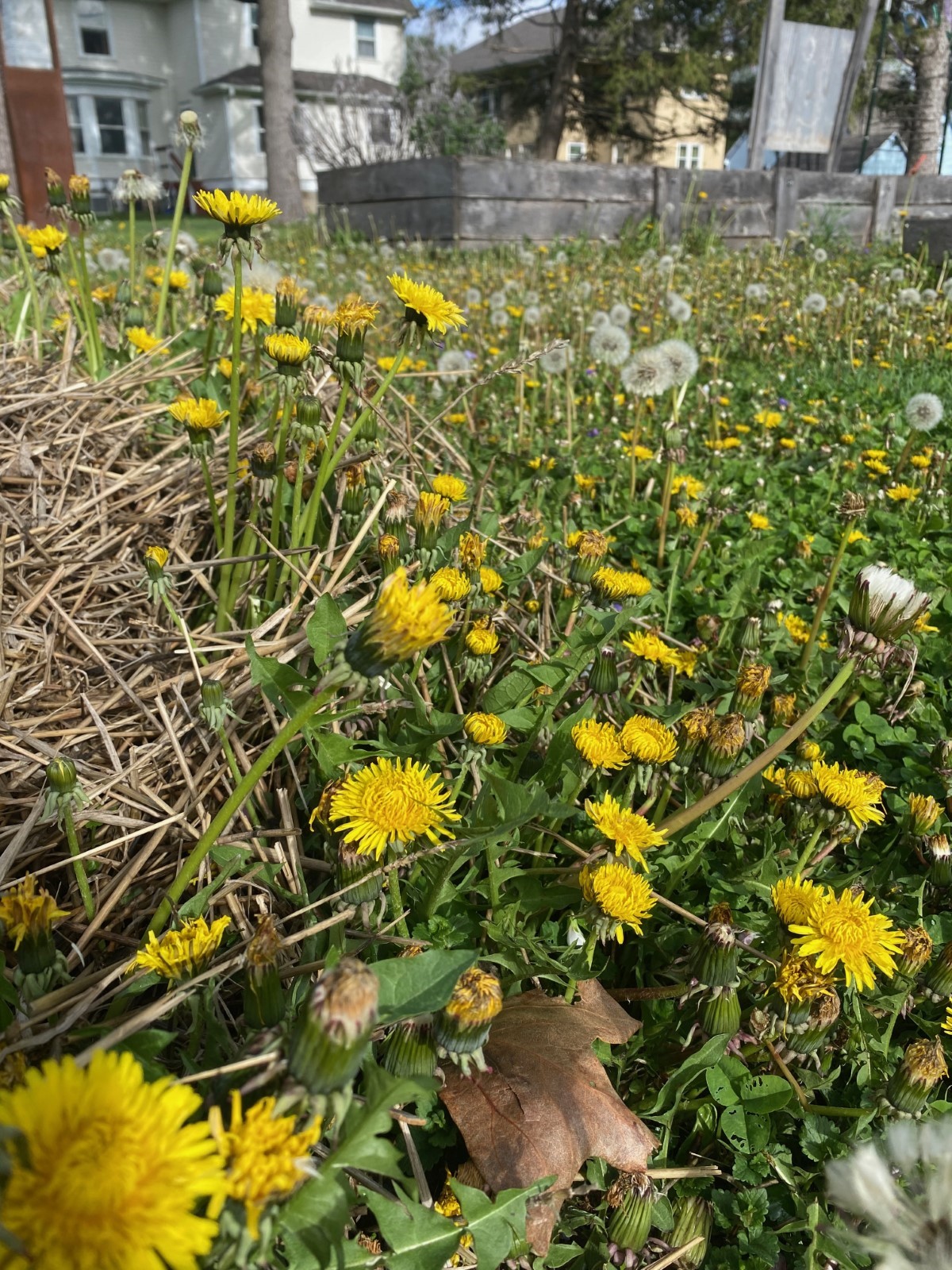 A field of dandelions and grass