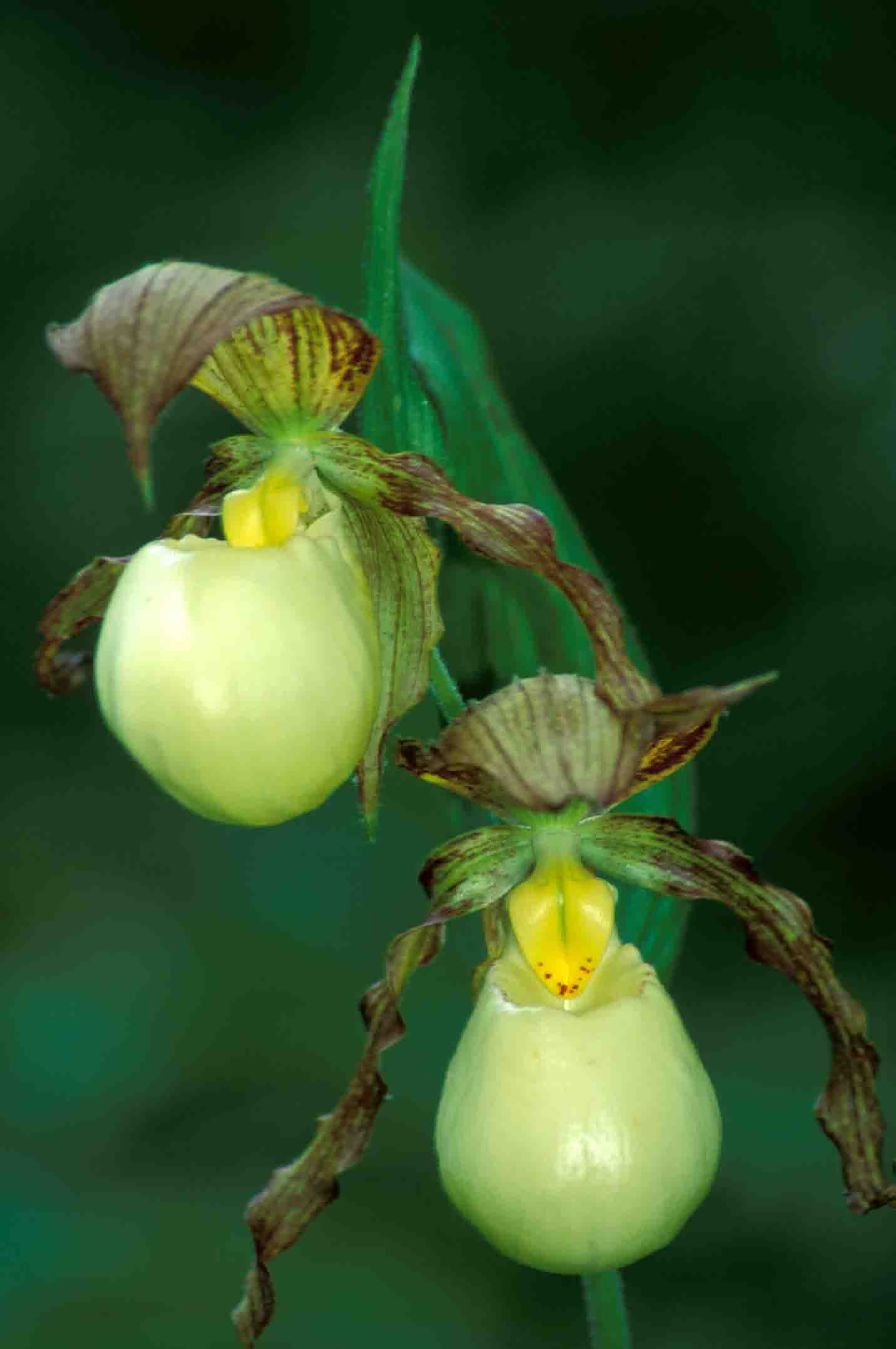 Kentucky lady's slipper orchid.